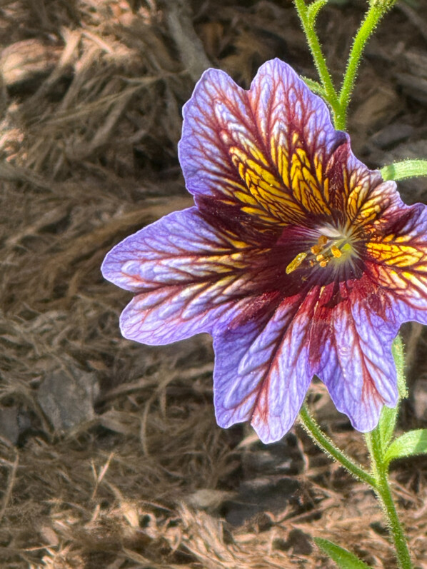 Salpiglossis sinuata Serre Royale, en été dans le Jardin des Plantes, Paris 5e (75)