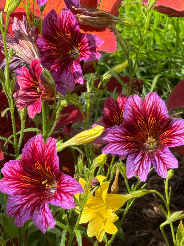 Salpiglossis sinuata Serre Royale, en été dans le Jardin des Plantes, Paris 5e (75)