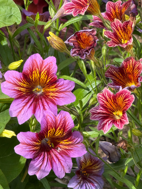 Salpiglossis sinuata Serre Royale, en été dans le Jardin des Plantes, Paris 5e (75)