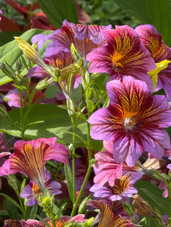 Salpiglossis sinuata Serie Royale