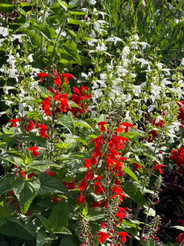 Sauges écarlates, Salvia coccinea, décorations florales estivales, Paris 19e (75)