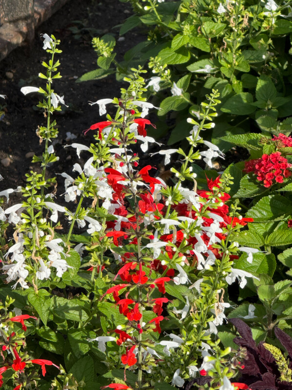 Sauge écarlate (Salvia coccinea), une valeur sûre pour un été très fleuri
