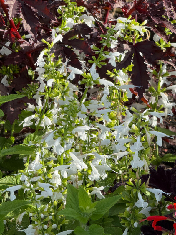 Sauge écarlate, Salvia coccinea, décorations florales estivales, Paris 19e (75)