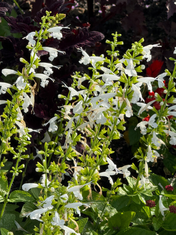 Sauge écarlate, Salvia coccinea, décorations florales estivales, Paris 19e (75)