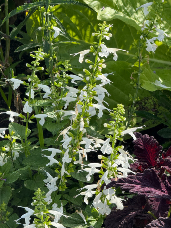 Sauge écarlate, Salvia coccinea, décorations florales estivales, Paris 19e (75)