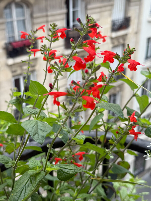Salvia coccinea ‘Grand Sage’, toujours plus haute et fleurie