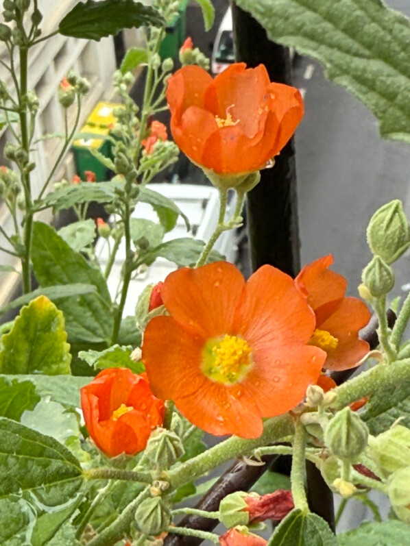 Sphaeralcea ambigua, Malvacées, en été sur mon balcon parisien, Paris 19e (75)