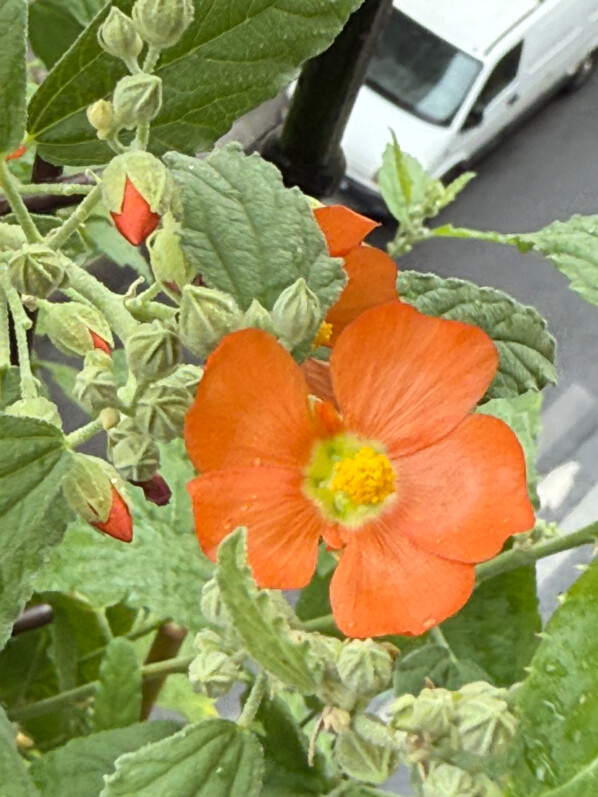 Un été longtemps fleuri avec Sphaeralcea ambigua