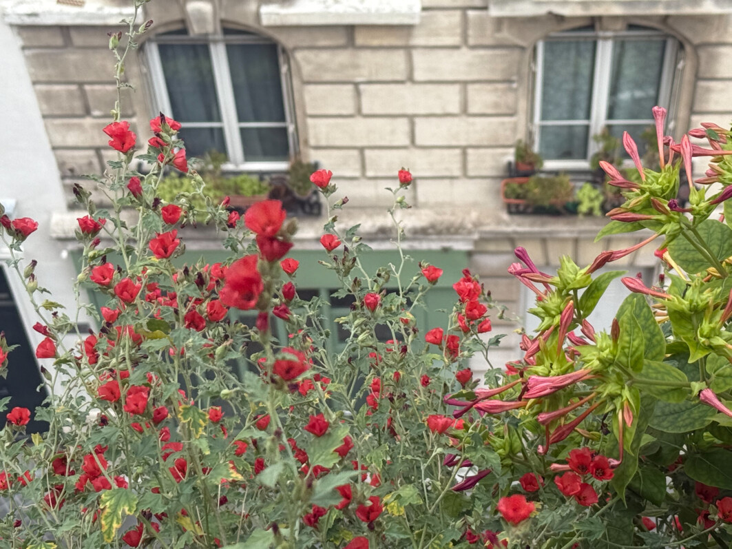 Sphaeralcea ‘Newleaze Coral’ en été sur mon balcon parisien, Paris 19e (75)