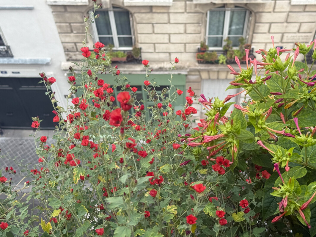 Sphaeralcea ‘Newleaze Coral’ en été sur mon balcon parisien, Paris 19e (75)