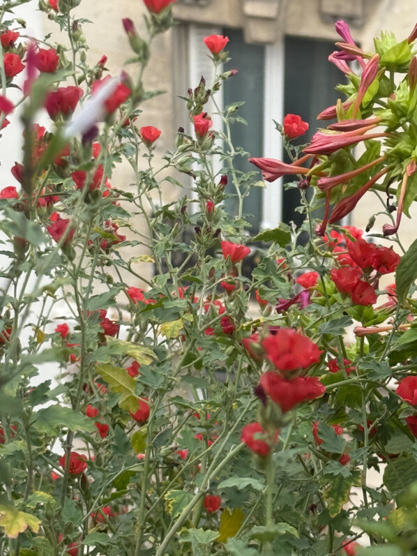 Sphaeralcea ‘Newleaze Coral’ en été sur mon balcon parisien, Paris 19e (75)
