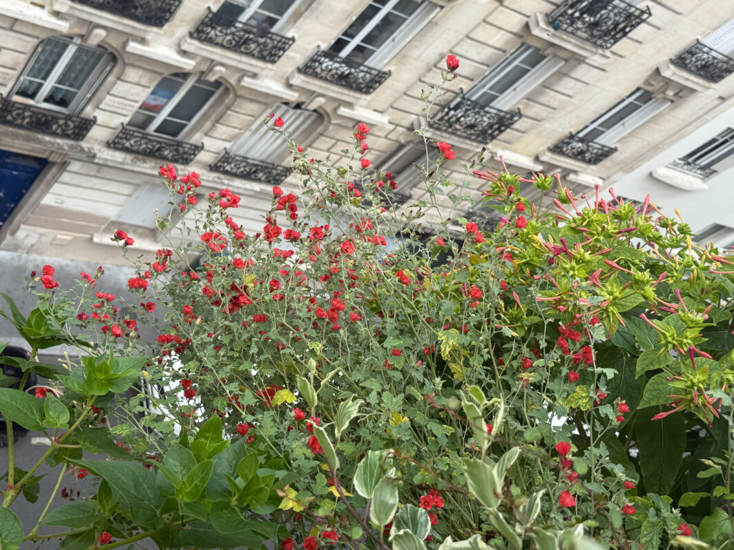 Sphaeralcea ‘Newleaze Coral’ en été sur mon balcon parisien, Paris 19e (75)