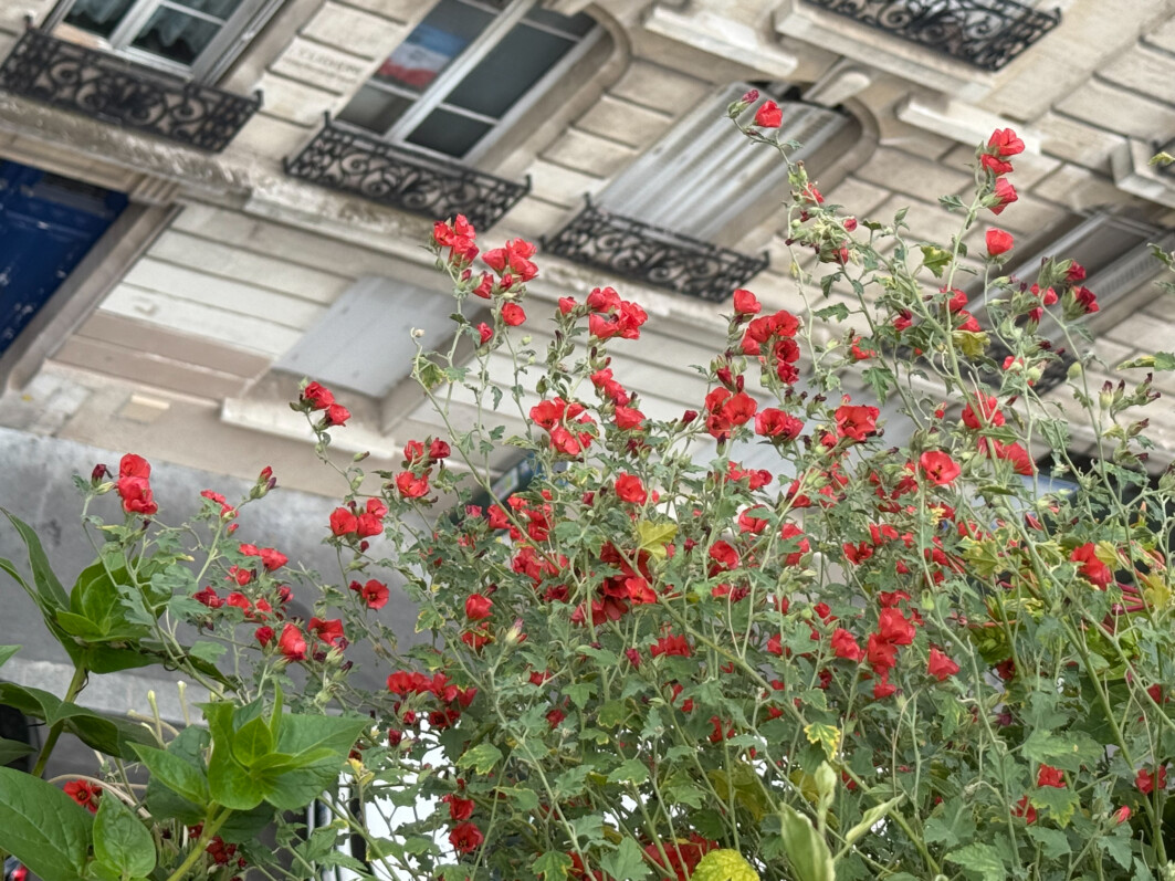 Profusion de fleurs sur Sphaeralcea ‘Newleaze Coral’