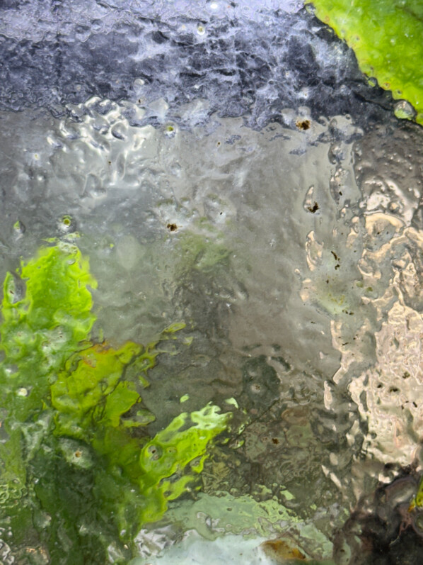 Vitre couverte d'algues, plante d'intérieur, terrarium, Paris 19e (75)