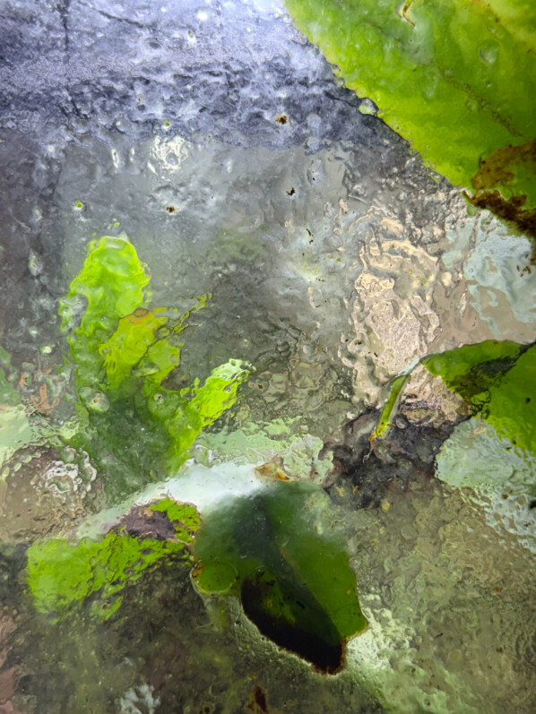 Quand on ne nettoie pas régulièrement les vitres d’un terrarium planté et fermé