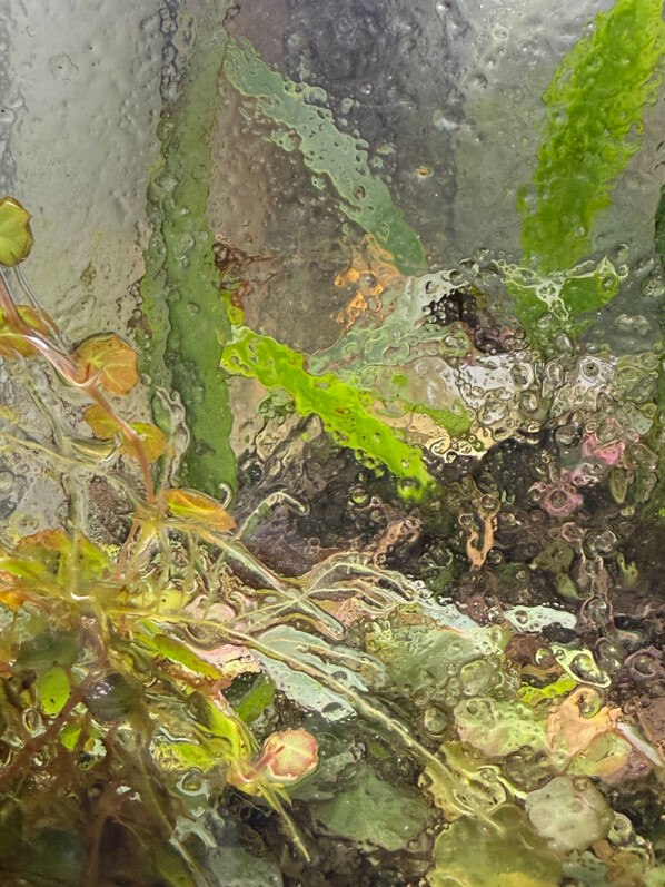 Vitre couverte d'algues, plante d'intérieur, terrarium, Paris 19e (75)