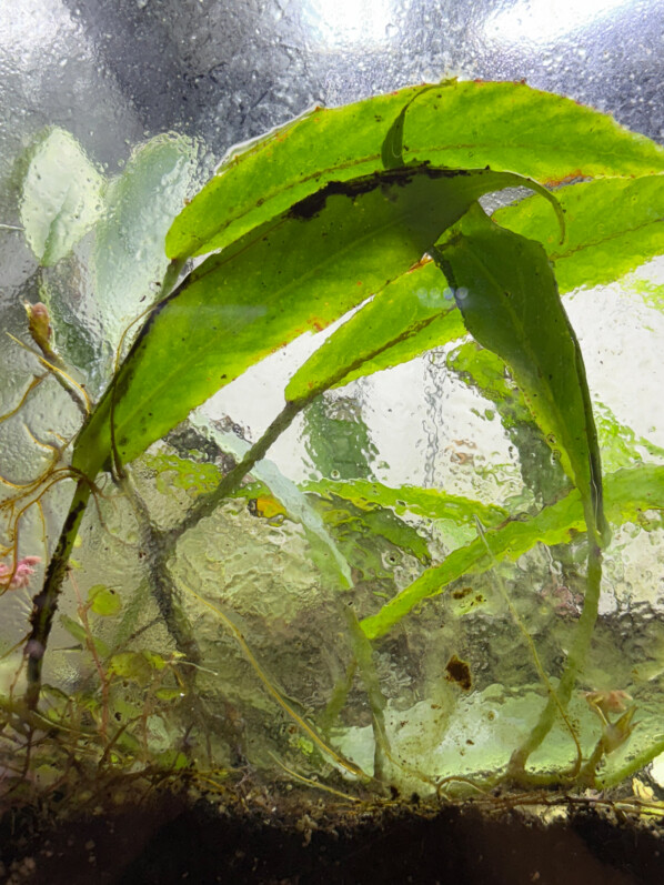 Vitre couverte d'algues, plante d'intérieur, terrarium, Paris 19e (75)