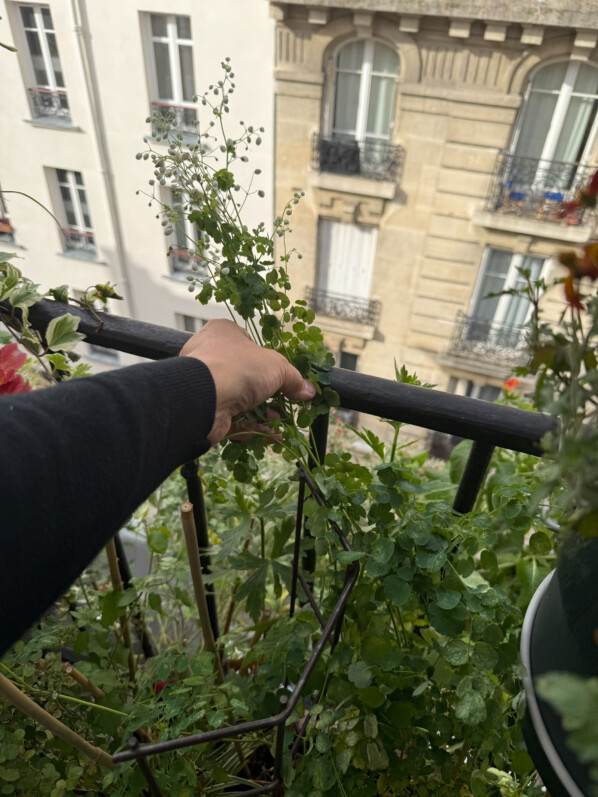 Pigamon couché par le vent, Thalictrum 'Splendide White' en été sur mon balcon parisien, Paris 19e (75)