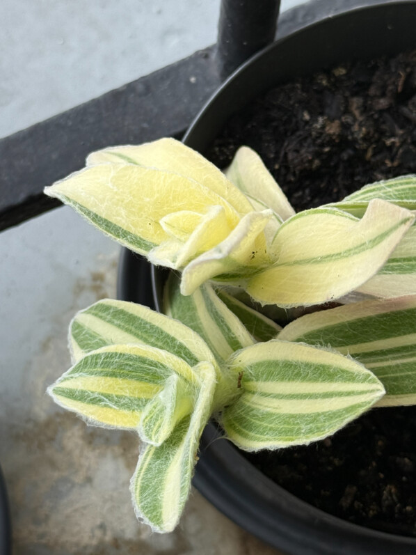 Tradescantia sillamontana ‘Variegata’ en été sur mon balcon parisien, Paris 19e (75)