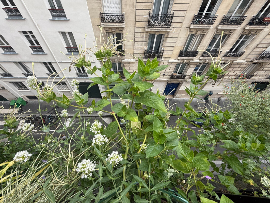 Exubérance végétale contrôlée à l’intérieur de mon balcon mais pas à l’extérieur de la balustrade