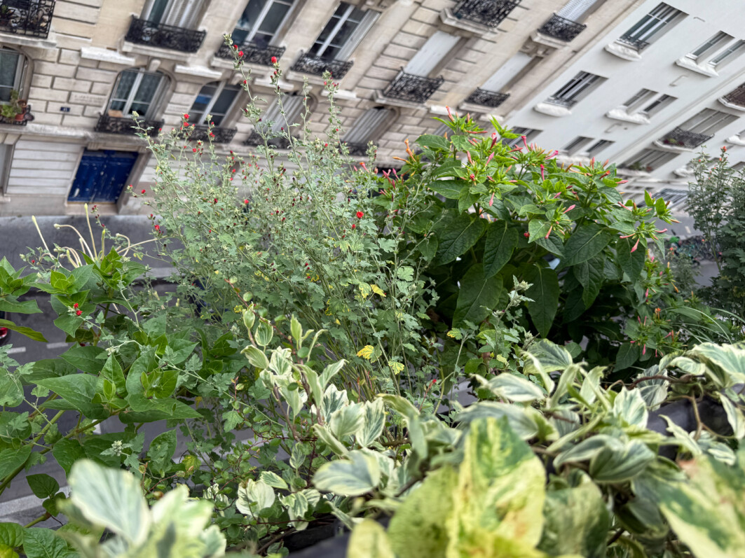 Plantes poussant à l'extérieur de la balustrade en été sur mon balcon parisien, Paris 19e (75)