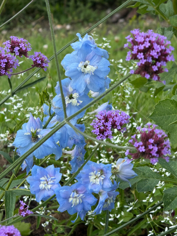 Verveine de Buenos-Aires et delphinium, en été dans le Jardin des Plantes, Paris 5e (75)