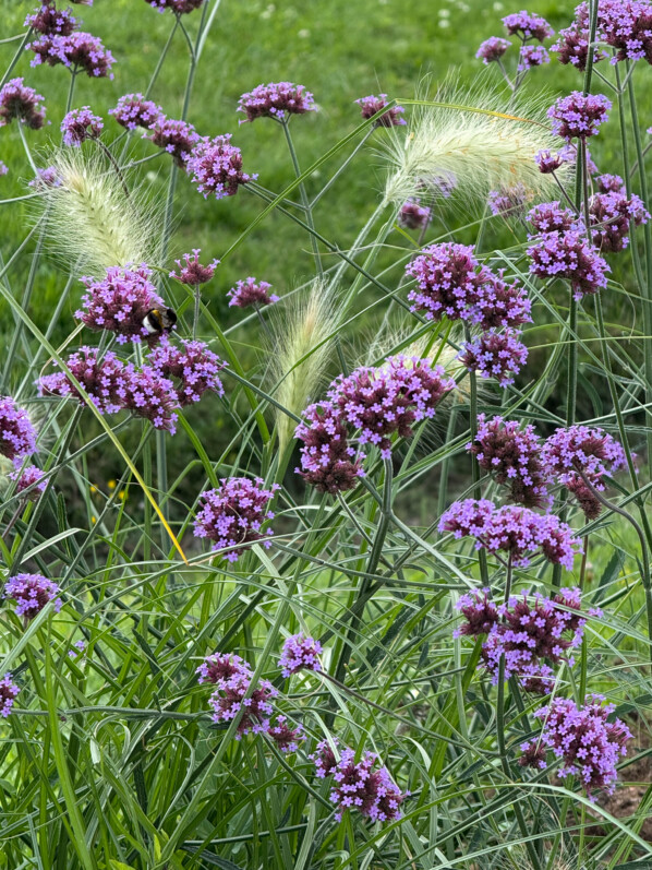Verveine de Buenos-Aires et herbe-aux-écouvillons (Pennisetum), en été dans le Jardin des Plantes, Paris 5e (75)