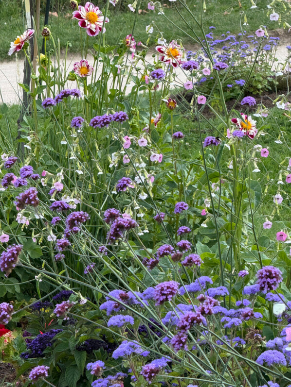 Verveine de Buenos-Aires dahlia et tabac d'ornement, en été dans le Jardin des Plantes, Paris 5e (75)