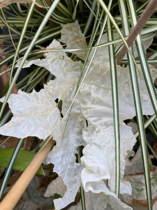 Lire la suite à propos de l’article Mon acanthe (Acanthus mollis) ‘Tasmanian Angel’ de plus en plus blanche