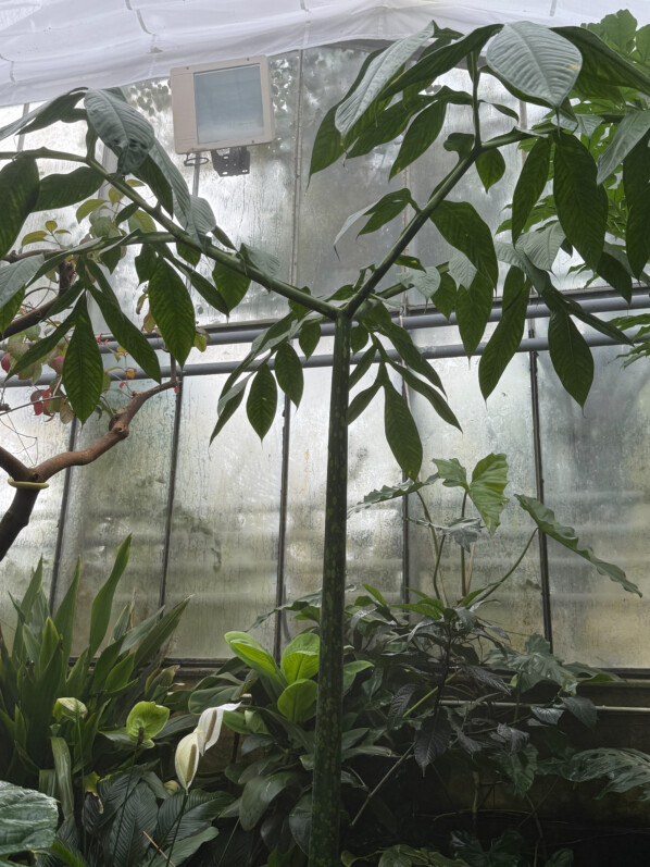 Floraison de l'Amorphophallus titanum, Araceae, Jardin botanique Jean-Marie Pelt, Villers-lès-Nancy (54)
