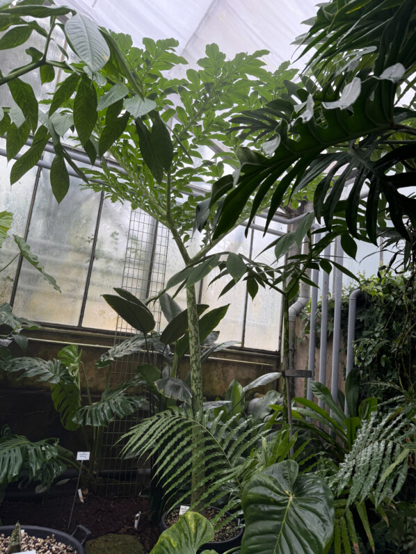 Floraison de l'Amorphophallus titanum, Araceae, Jardin botanique Jean-Marie Pelt, Villers-lès-Nancy (54)