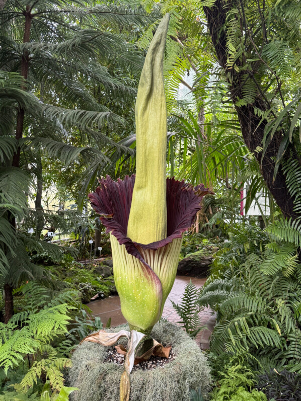 La floraison spectaculaire de l’Amorphophallus titanum dans les serres du Jardin botanique Jean-Marie Pelt