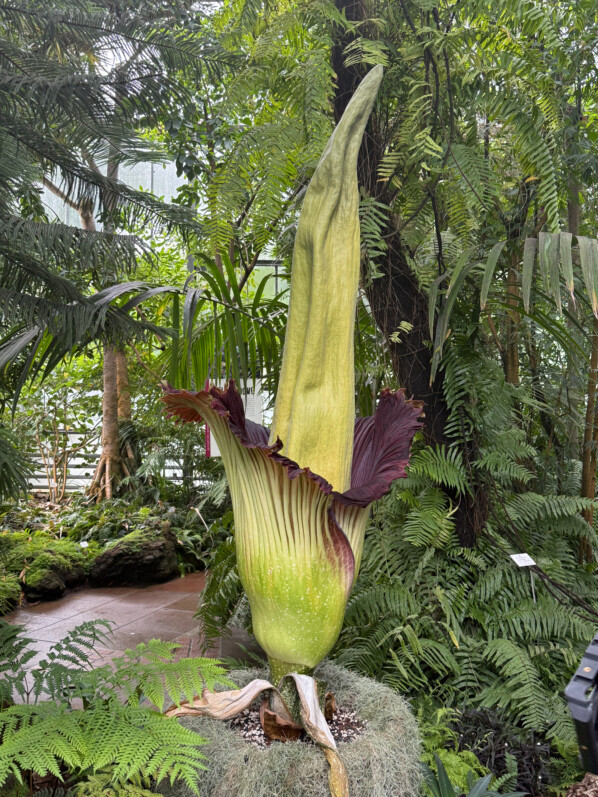 Floraison de l'Amorphophallus titanum, Araceae, Jardin botanique Jean-Marie Pelt, Villers-lès-Nancy (54)