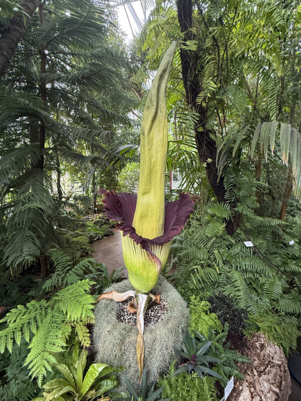 Floraison de l'Amorphophallus titanum, Araceae, Jardin botanique Jean-Marie Pelt, Villers-lès-Nancy (54)