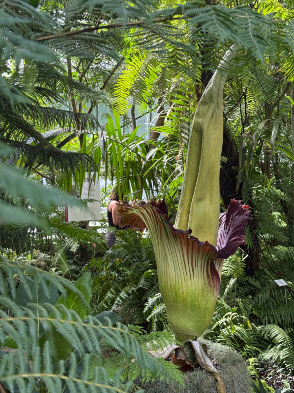 Floraison de l'Amorphophallus titanum, Araceae, Jardin botanique Jean-Marie Pelt, Villers-lès-Nancy (54)