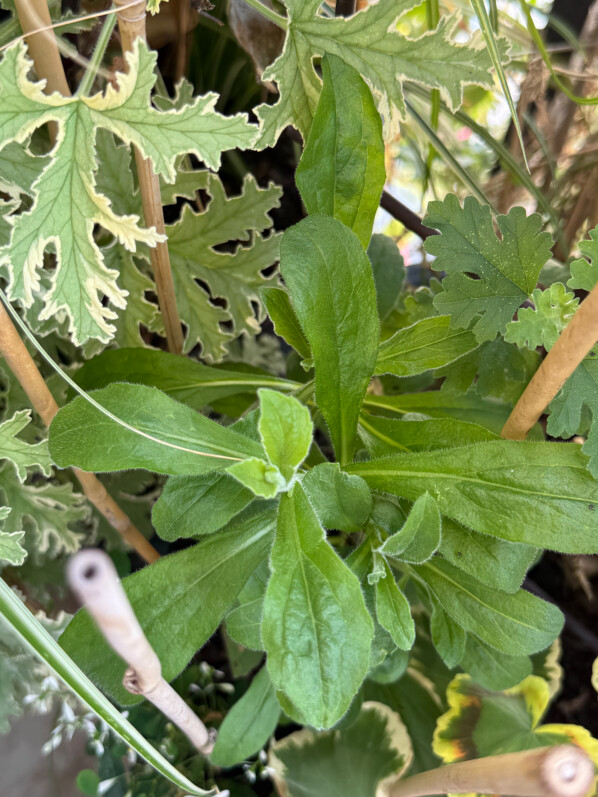 Plantés en juillet, mes Aster frikartii ‘Mönch’ poussent à vue d’oeil