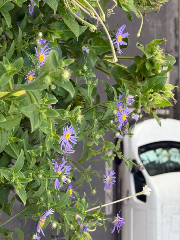 Lire la suite à propos de l’article Mes asters d’été se font la belle !