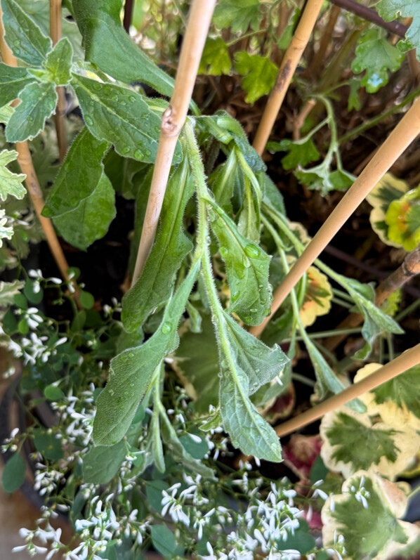 Aster frikartii manquant d'eau en été sur mon balcon parisien, Paris 19e (75)