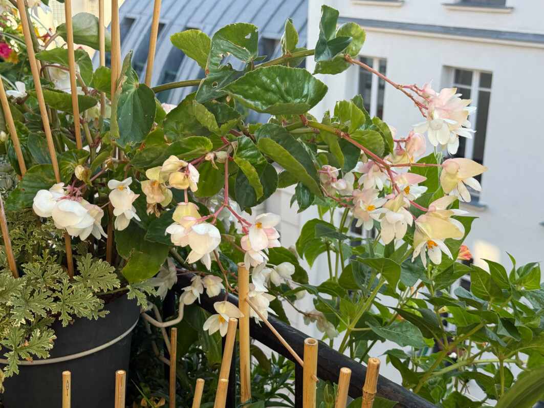 Begonia Dragon Wing blanc en été sur mon balcon parisien, Paris 19e (75)
