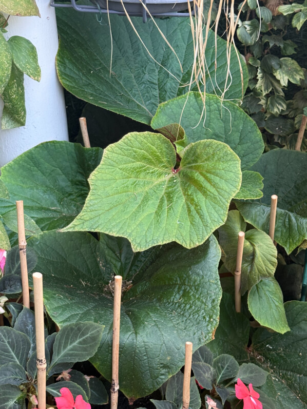 Lire la suite à propos de l’article Évolution du Begonia ‘Torsa’ sur mon balcon entre le 9 mai et le 10 août 2025