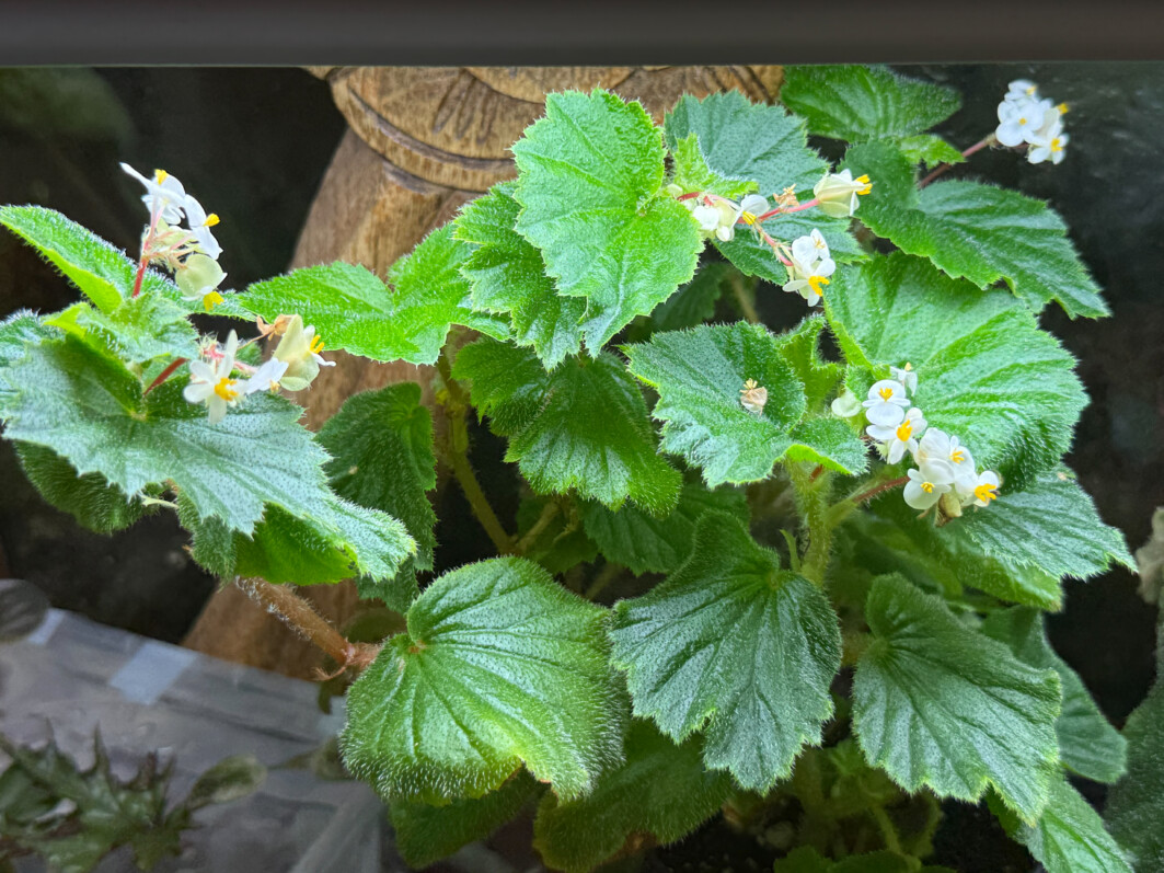 Begonia alchemilloides, Bégoniacées, plante d'intérieur, Paris 19e (75)