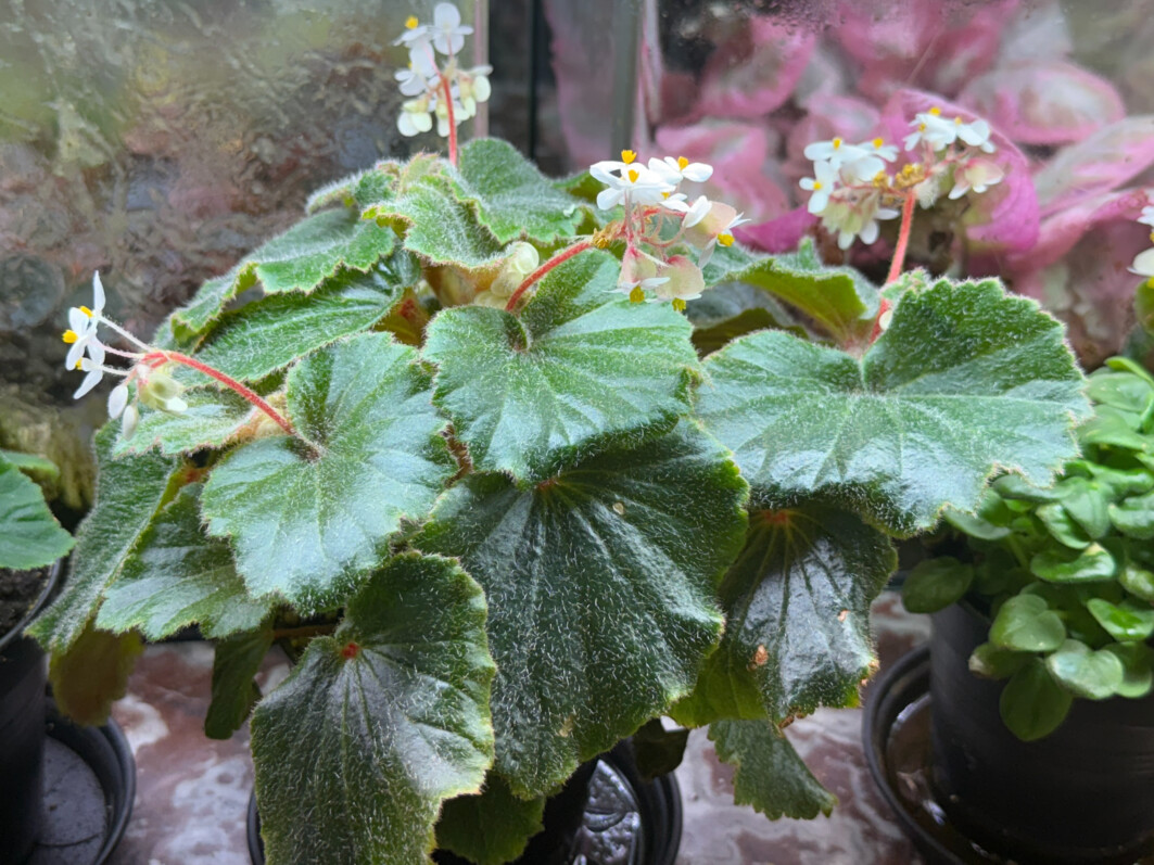 Lire la suite à propos de l’article Superbes et bien fleuris, mes Begonia alchemilloides !