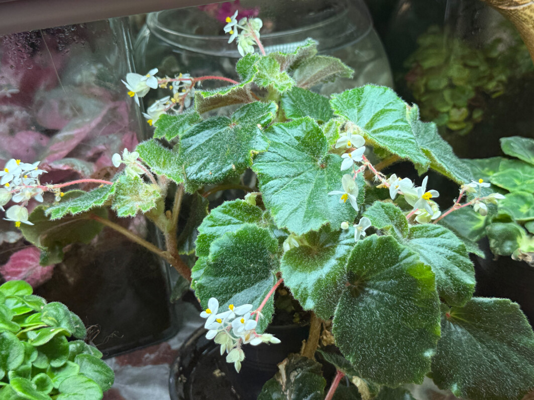 Begonia alchemilloides, Bégoniacées, plante d'intérieur, Paris 19e (75)