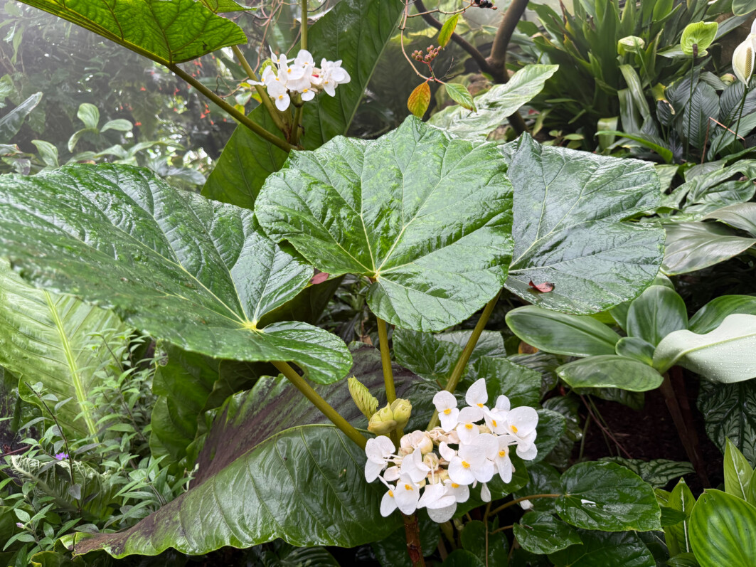 Begonia baccata, Bégoniacées, Jardin botanique Jean-Marie Pelt, Villers-lès-Nancy (54)