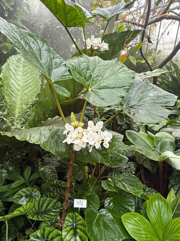 Begonia baccata (Jardin botanique Jean-Marie Pelt à Villers-lès-Nancy)