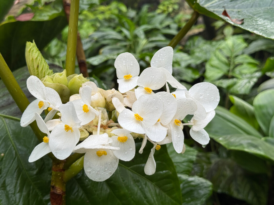 Begonia baccata, Bégoniacées, Jardin botanique Jean-Marie Pelt, Villers-lès-Nancy (54)