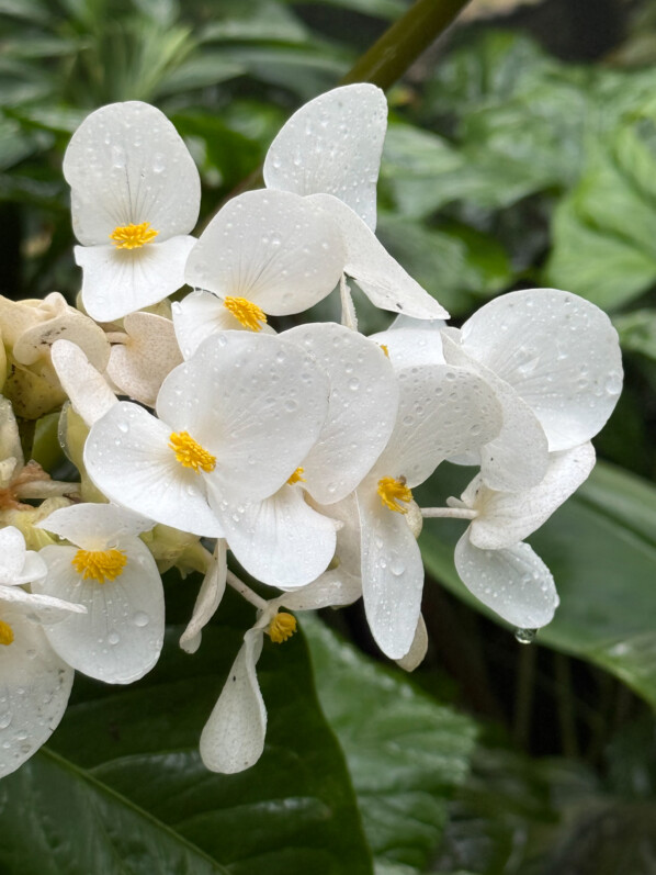 Begonia baccata, Bégoniacées, Jardin botanique Jean-Marie Pelt, Villers-lès-Nancy (54)