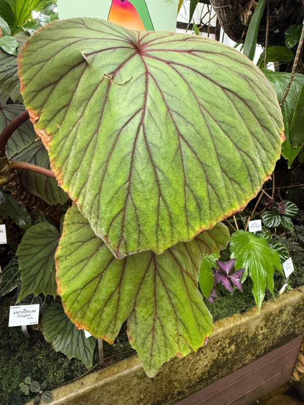 Begonia lindleyana (Jardin botanique Jean-Marie Pelt à Villers-lès-Nancy)