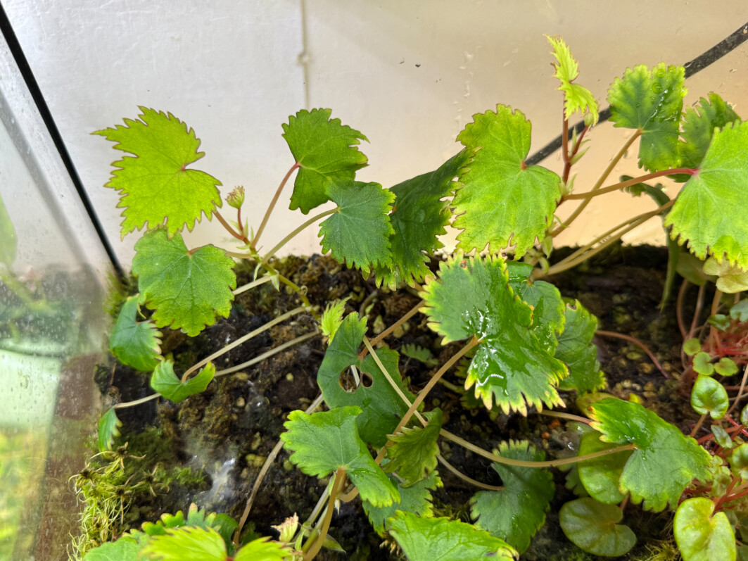Begonia lyallii, Bégoniacées, plante d'intérieur, terrarium, Paris 19e (75)