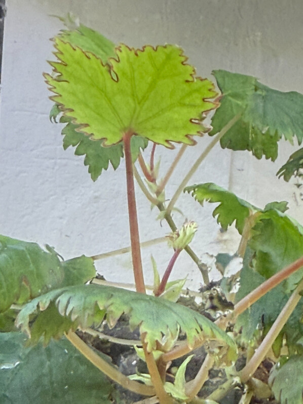 Begonia lyallii, Bégoniacées, plante d'intérieur, terrarium, Paris 19e (75)